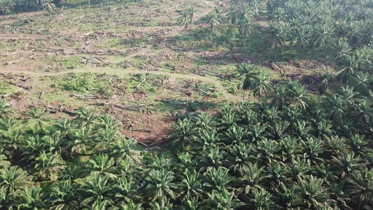 在Malaysia油棕榈种植园空中观察陆地清空视频