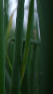 实拍微距拍摄春雨农作物充满活力视频