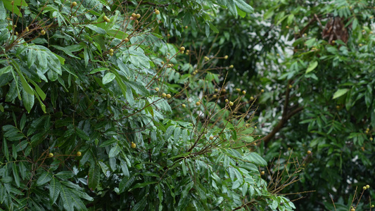 雨后的农村绿植景观实拍视频