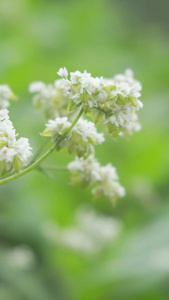 实拍绿意盎然绿植野花素材视频