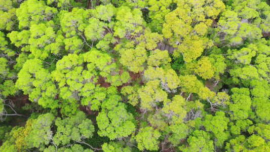 4K俯拍绿色森林植物视频