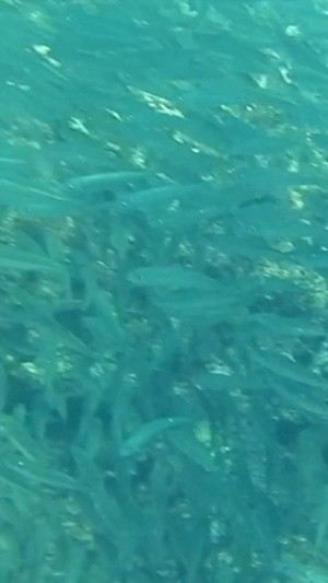 海洋动物沙丁鱼水环境35秒视频