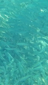 海洋动物沙丁鱼水环境视频