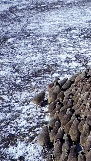 内蒙草原羊群航拍石林旅游区12秒视频