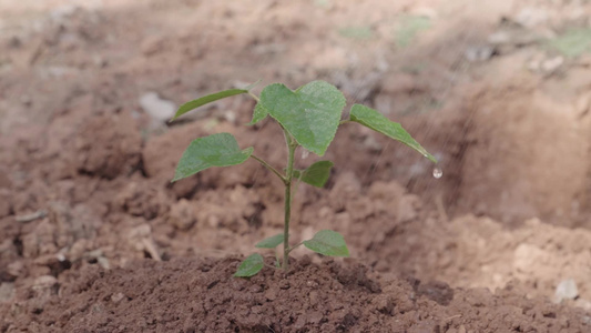 给幼苗浇水手捧灌溉嫩芽新生活与环境保护理念手捧土壤的年轻树苗视频