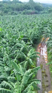 香蕉树芭蕉基地航拍水果基地视频