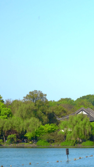 实拍杭州西湖雷峰塔春意盎然4A景点30秒视频