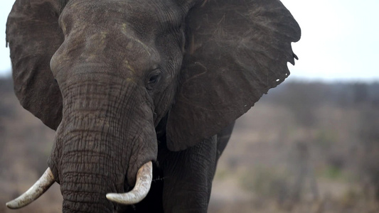 非洲野外的大象巨象视频