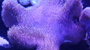 海底实拍珊瑚群合集素材33秒视频
