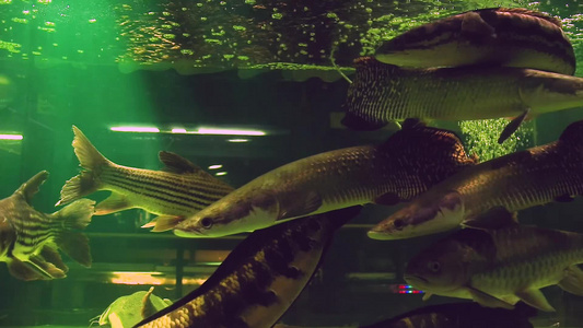 来自亚马孙河的各种外来淡水保存在鱼缸里视频