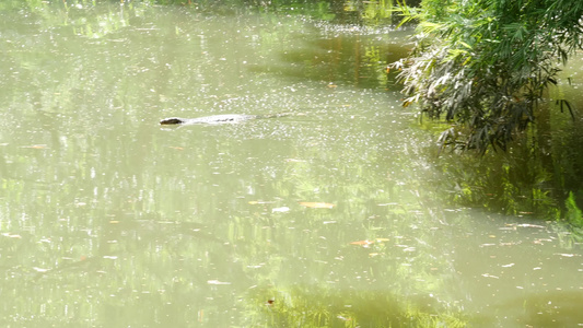 在河岸湖泊或池塘附近的绿草地上花生酱蒸气喷洒器;食肉动物视频