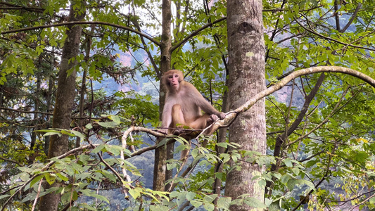湖南5A级旅游景区张家界国家森林公园武陵源树上的野猴4k素材视频