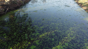 监测蜥蜴在河中游泳10秒视频