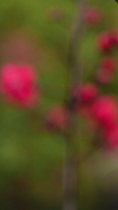 春雨雨中花朵春日花开红花春日红花视频