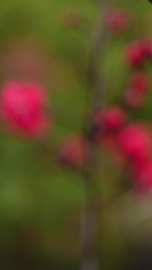 春雨雨中花朵春日花开红花春日红花17秒视频