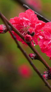 春雨雨中花朵春日花开红花春日红花视频