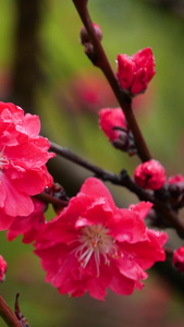 春雨雨中花朵春日花开红花春日红花视频