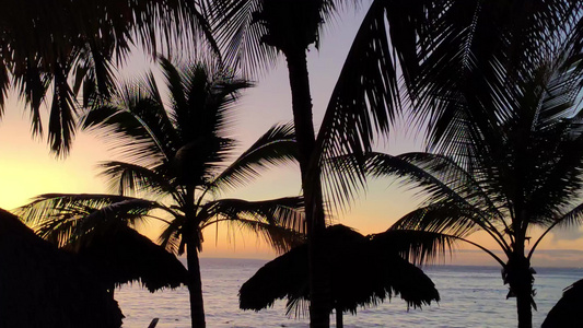 日落2时棕榈树的轮廓视频