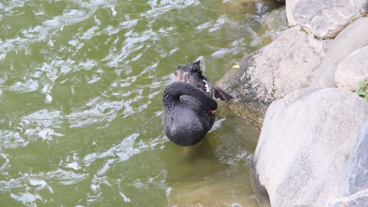 在水边整理羽毛的黑天鹅视频