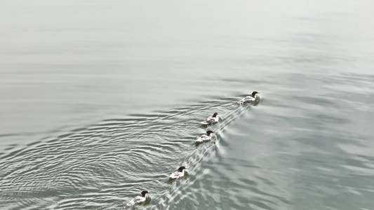 湖水水面上游泳的水鸭子视频素材合集视频