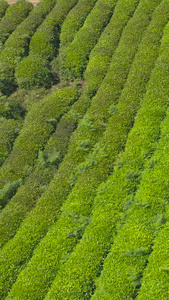 航拍贵州春茶素材春茶节视频