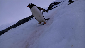 隐藏拍摄小企鹅进入视野46秒视频
