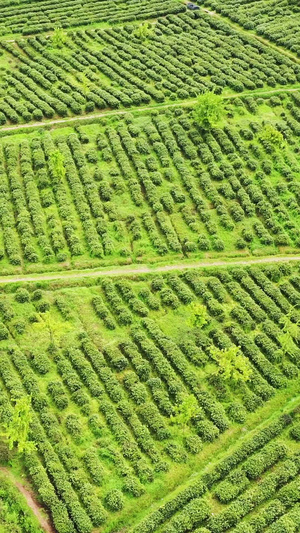 航拍苏州旺山景区碧螺春35秒视频