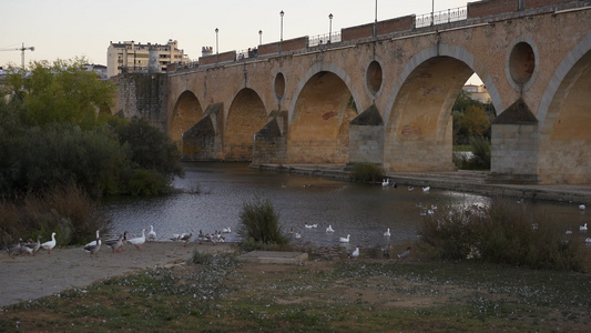 日落时在西班牙的瓜迪亚纳河上与鸭子搭桥视频