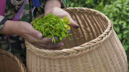 4k茶农捧出新摘的茶叶视频