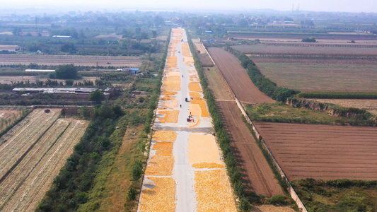 4K陕西农业玉米丰收农民晒秋航拍素材视频
