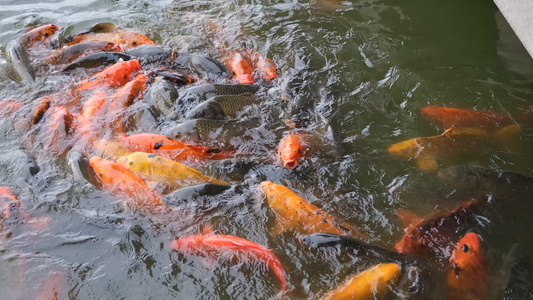 水中争抢食物的锦鲤视频