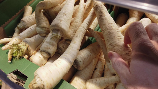 在蔬菜商店或市场中选择蔬菜的亲手种植者视频