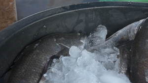 从冰中浸泡的海中的鲜鱼8秒视频