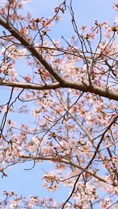 樱花春暖花开视频