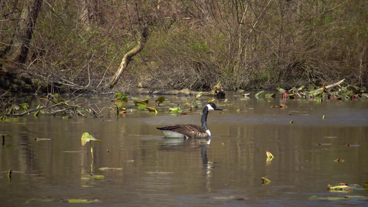 鸟儿漂浮在湖上在水百合叶叶的叶子之间像卡恩吉一样Njusa视频