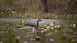 鸟儿漂浮在湖上在水百合叶20秒视频