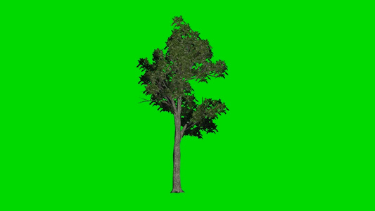 大树飘动的小树绿幕素材视频
