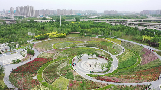 高视角航拍月季花园巨大花朵形状花海植物园视频