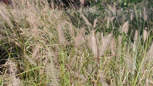 实拍夏季狗尾巴草 视频