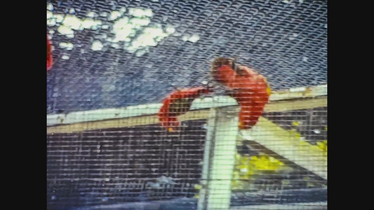 1965年统一王国布里斯托尔动物园60年代的视图9视频