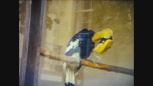 1965年统一王国60年代的布里斯托尔动物园视图11视频