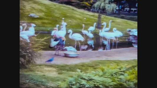 1965年统一王国布里斯托尔动物园60年代的视图8视频
