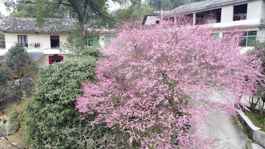 新农村 门前梅花开 花开富贵 视频