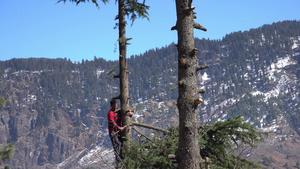 一名男子砍伐长绿树树枝的树枝14秒视频
