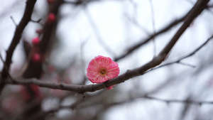 高清实拍冬景唯美梅花腊梅花苞开放25秒视频