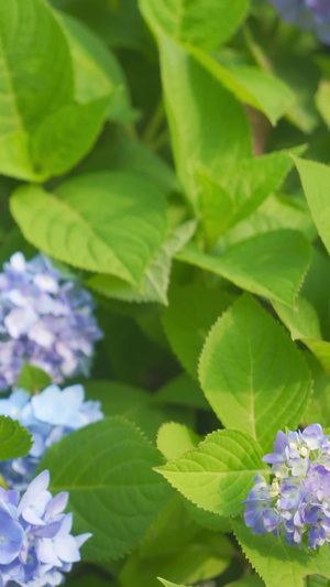 紫绣球花八仙花11秒视频