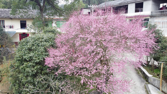 新农村 门前梅花开 花开富贵 视频