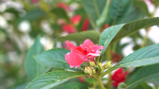 4K花丛红花沐浴在阳光和细雨中视频