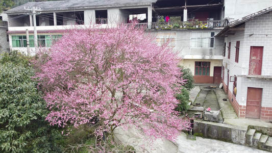 新农村 门前梅花开 花开富贵 视频