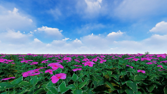 蓝天白云唯美花海视频